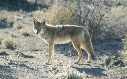 Coyote
