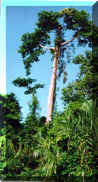 Awesome tree