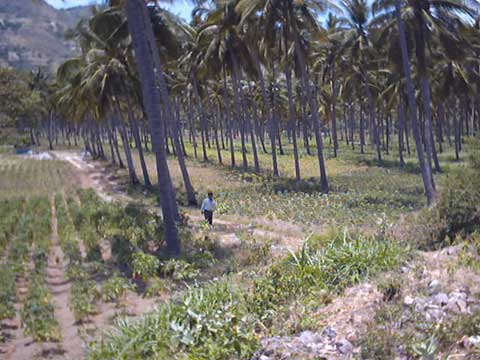 property lands for sale at Malimbu Pandanan villages