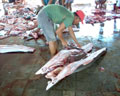 Shark fin processing Lombok Island Indonesia
