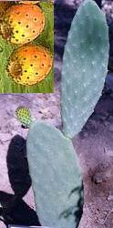 Opuntia, cactus