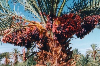 phoenix dactylifera