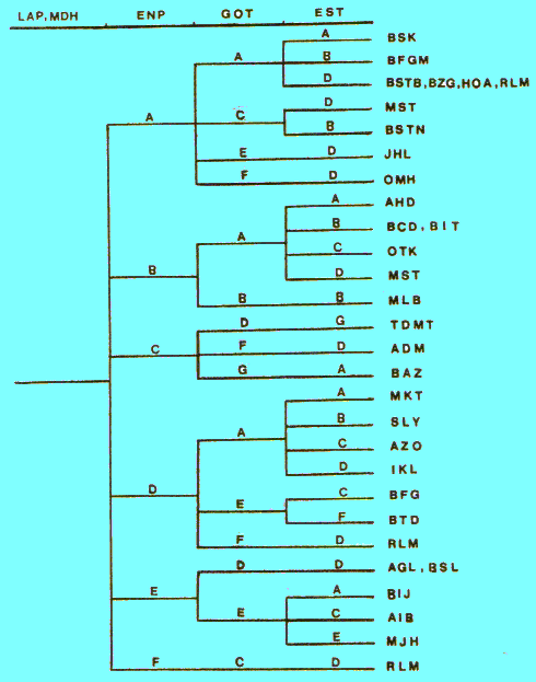 date palm isoenzyme key