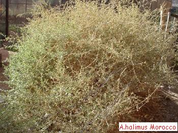 Atriplex halimus, morocco