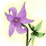 purple-flower.jpg (43288 bytes)