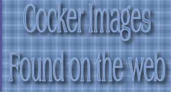 Cocker Images found on the web