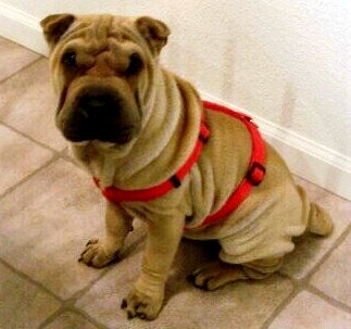 Some of my best friends come from the SPCA