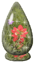 Indian Paintbrush