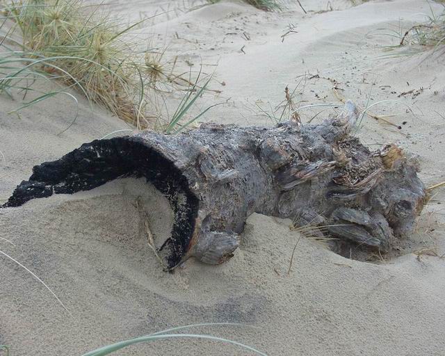 driftwoodlog.jpg