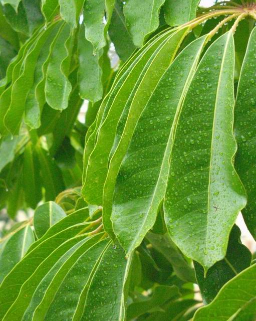 rain_on_leaves.jpg