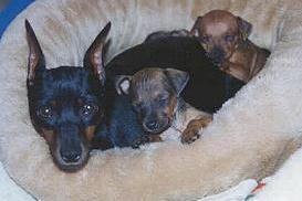 Honey with Pups