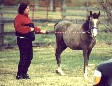 Blue At Jordon Hollow #2