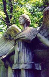 wings