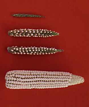 Teosinte (7K)