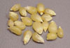 corn_pop100 (2K)