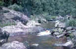 Jerry in the river