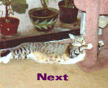 Next Adopt A Shelter Pet Ring Site