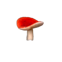 mushroom