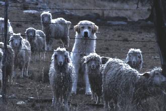 dog watching sheep in Bandera County Texas Hill Country