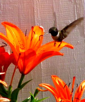 Hummingbird - Kolibri at Bear Springs Blossom Nature Conservation