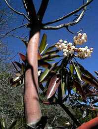 Madrone