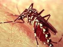 zancudo del dengue