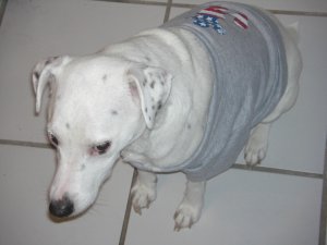 my dog Elliot