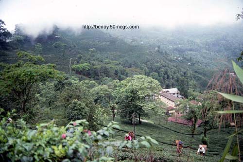 A Tea Garden in Darjeeling