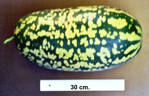 Watermelon (Citron type)