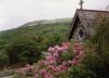Rhododendron