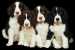 4 Puppies