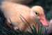Baby Duck
