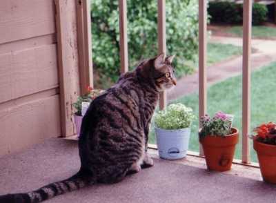 Tom Cat