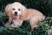 Happy Poodle