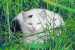 White Kitty