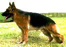 Photo of Super Nova