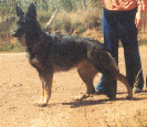 Photo of Pepper
