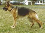 Photo of De Gitta