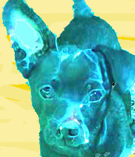 Painting the Dog