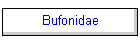 Bufonidae