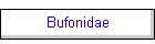 Bufonidae