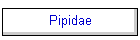 Pipidae