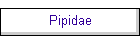 Pipidae