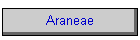 Araneae