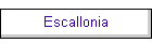 Escallonia