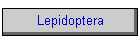Lepidoptera