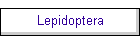 Lepidoptera