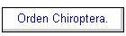 Orden Chiroptera.