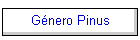 Gnero Pinus