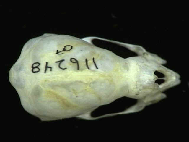 Desmodus rotundus.dorsal.JPG (21770 bytes)
